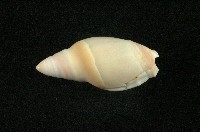 藏品(乳彈頭榧螺)的圖片